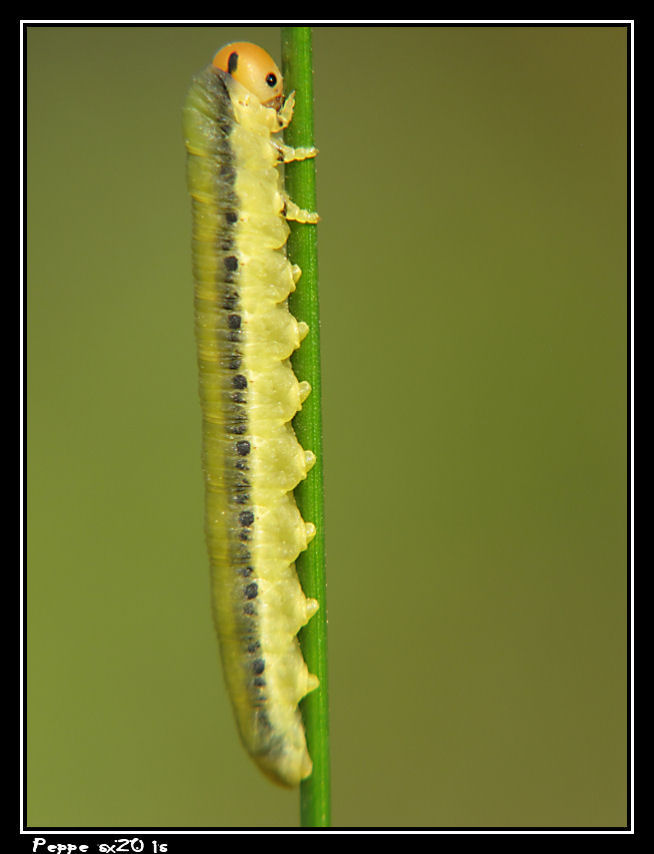 Miscellanea